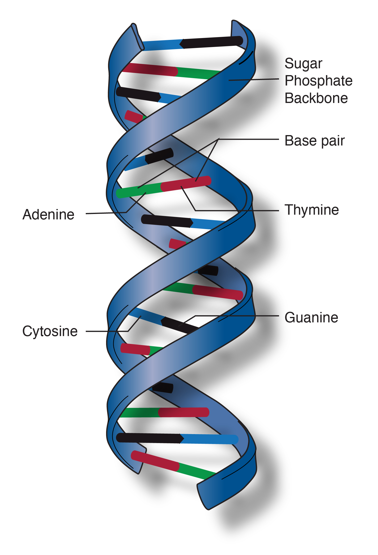 Diagram struktur dna | Pasadena