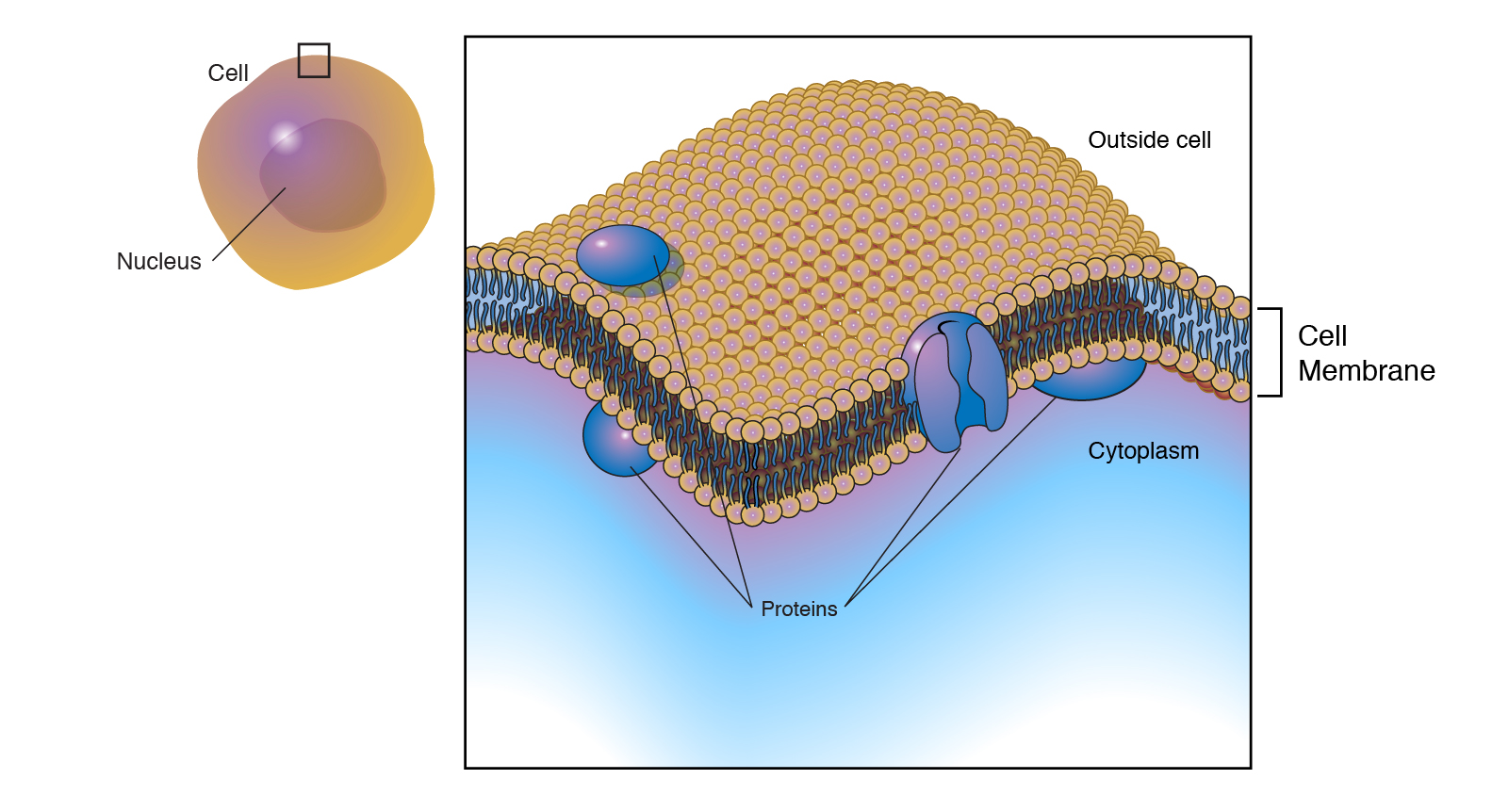  plasma_membrane