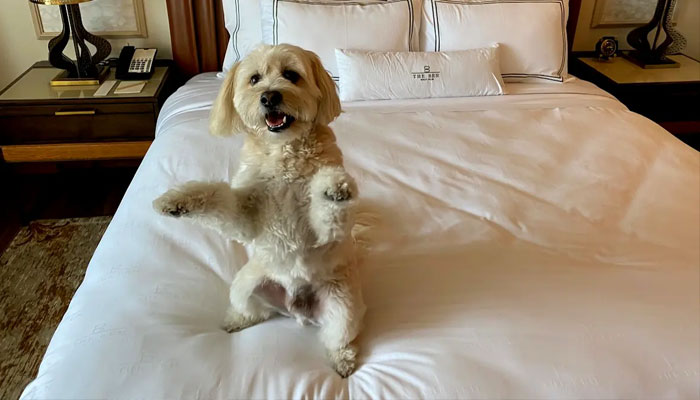 Top 5 pet-friendly hotel chains across US.—onemileatatime.com