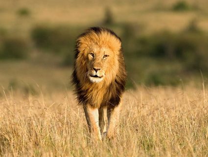 A male lion walking through the grass in the Masai Mara, Kenya