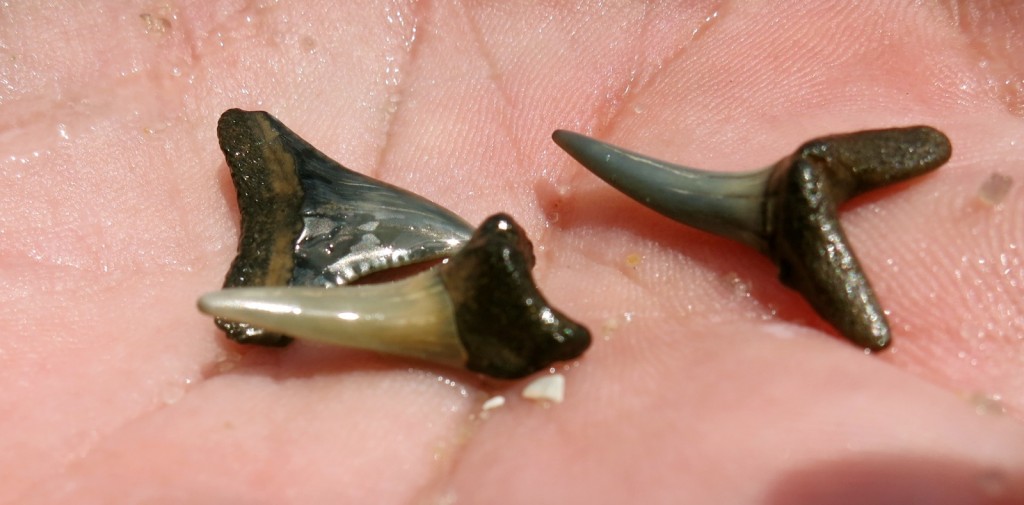 Fossilized Sharks Teeth