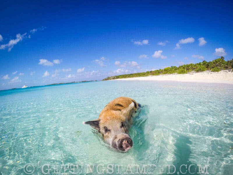 Swimming with the pigs Bahamas