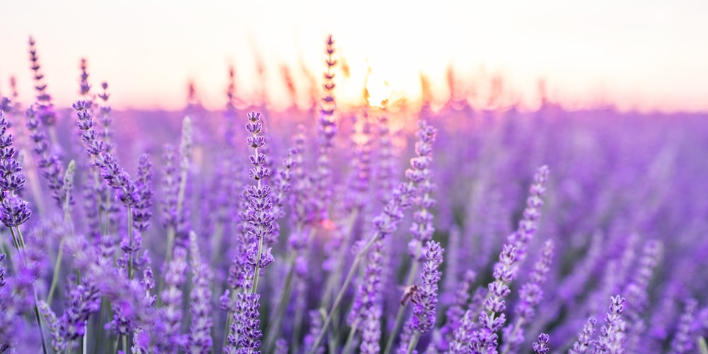 Can you plant rosemary and lavender together