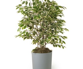 Ficus