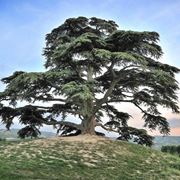 cedrus libani