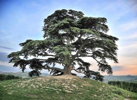 Cedro del Libano