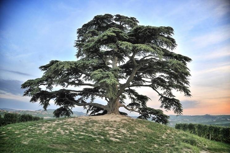 cedrus libani