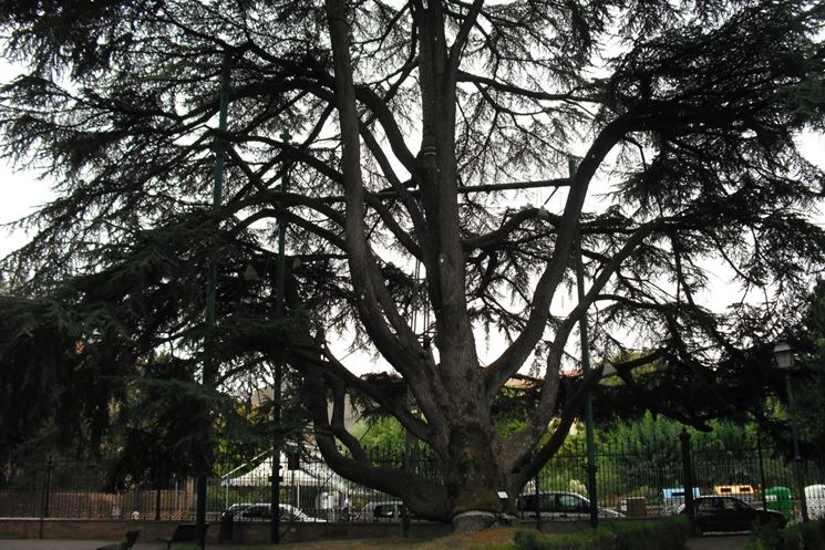 cedro del libano ferrara