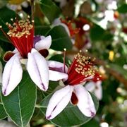 Feijoa