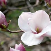 magnolia grandi