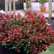 skimmia japonica rubella 0368