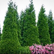 thuja occidentalis smaragd