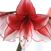 Orange Amaryllis