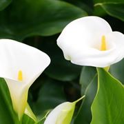 zantedeschia