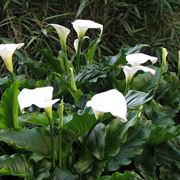 Calla Lily