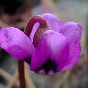 cyclamen coum 15090