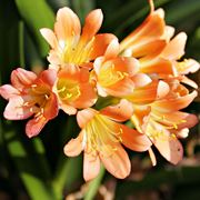 Freesia Shelly