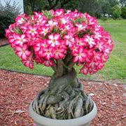 adenium obesa pianta