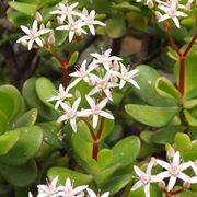 crassula ovata