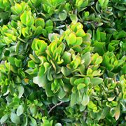 Crassula