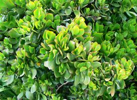 Crassula