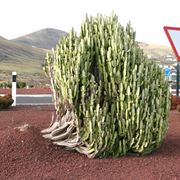 Euphorbia trigona