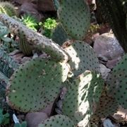 opuntia rulida 0840