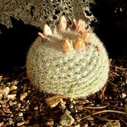 Mammillaria