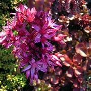 sedum spurium purpurteppich