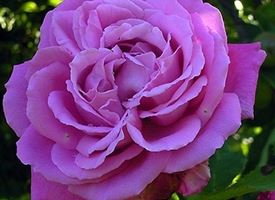 Rosa