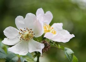 Rosa canina