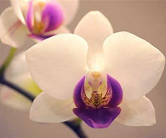 orchidee