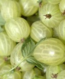 gooseberries