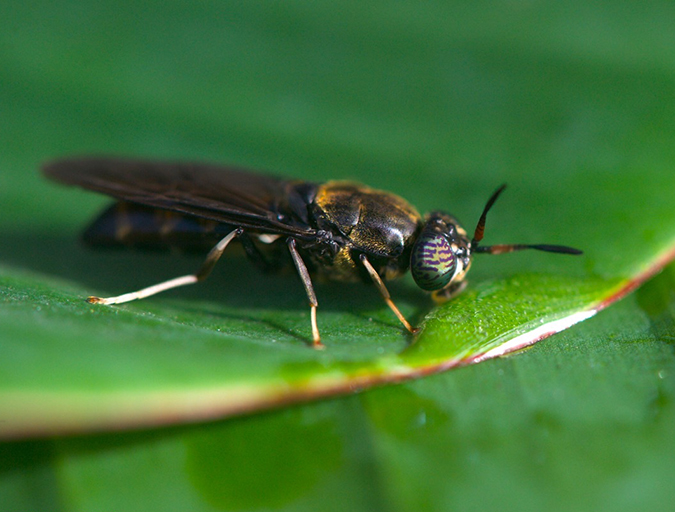 Article image for Buggin’ out: Tapping the potential of insect meal in aquaculture