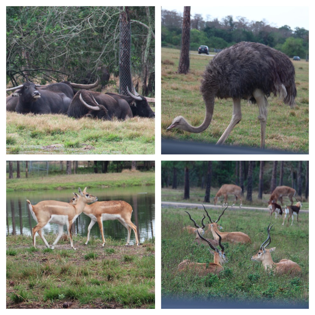 Tips for visiting Lion Country Safari