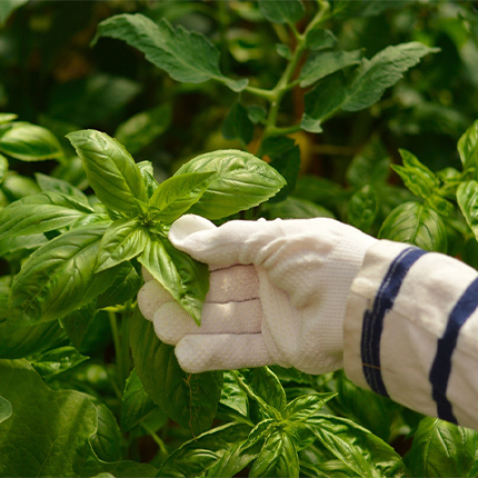 Vegan Gloves