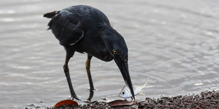 Lava Heron hunting a fish, Galapagos