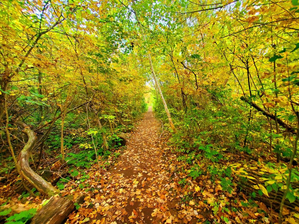 Black Creek Side Trail, path separated by woods, Limehouse Conservation Area, Georgetown Ontario