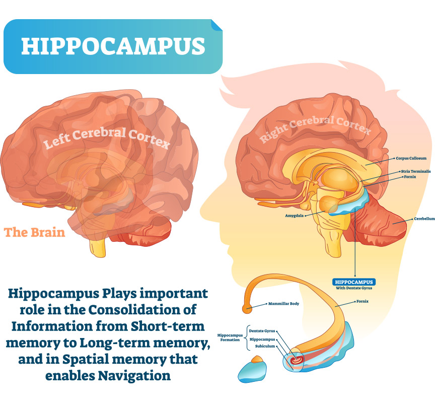 What happens to the brains of stressed people?