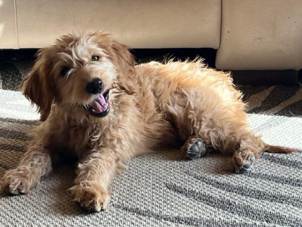 ADOPTED 11/14/22 Ginger-4 months old (Female) Goldendoodle