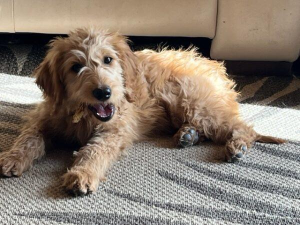 ADOPTED 11/14/22 Ginger-4 months old (Female) Goldendoodle - Image 2