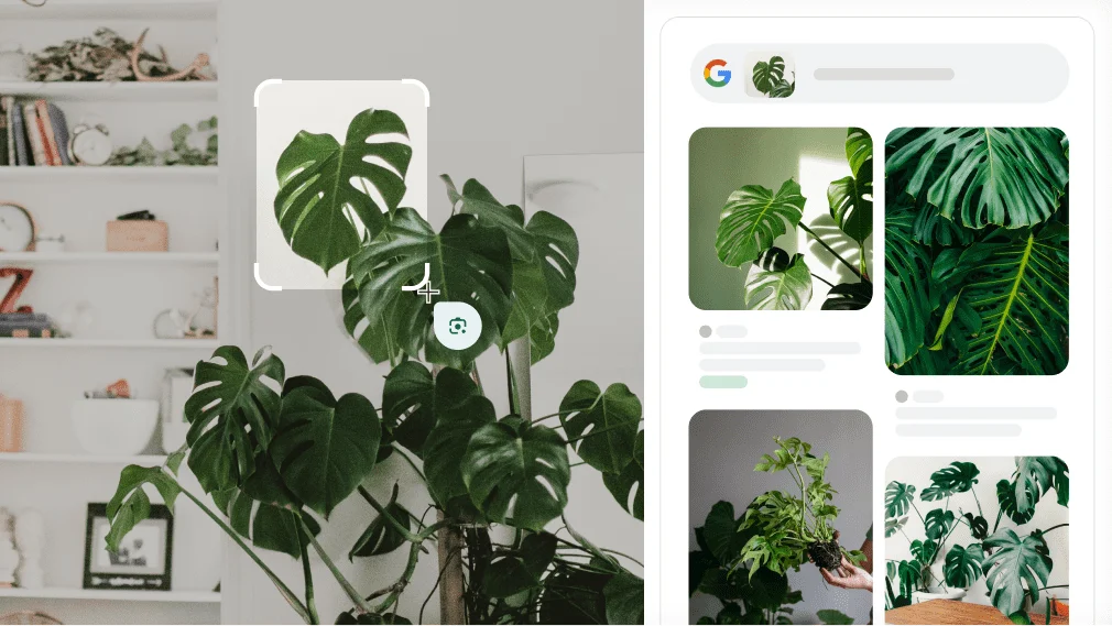 Google Lens se usa para identificar una planta de tipo Monstera.