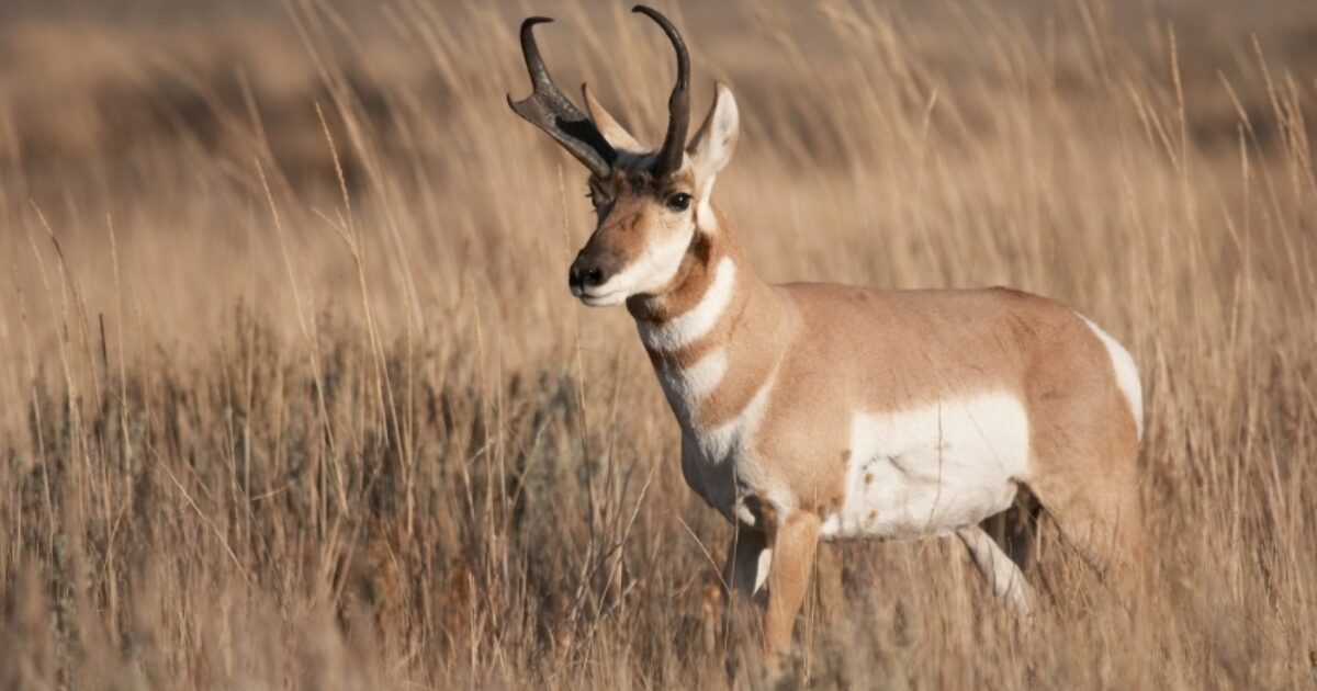 Prospects Better For Wyoming Antelope Hunters | Grand View Outdoors