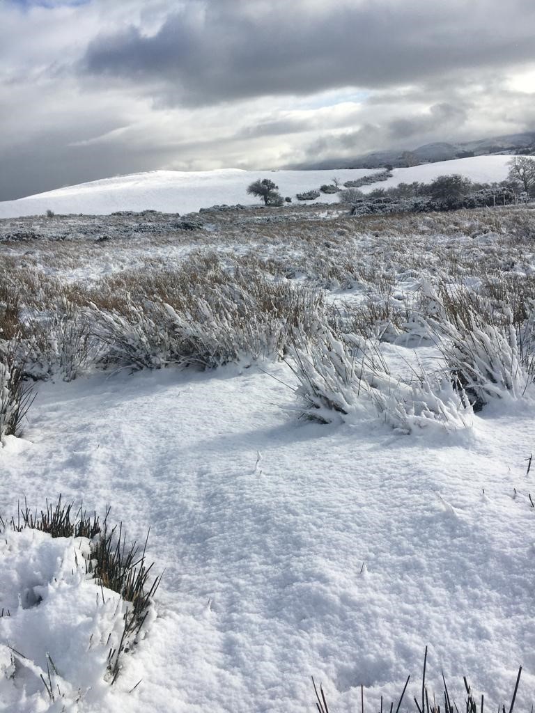 Winter Landscape