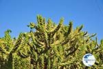 Marathonas Cactus plants | Aegina | Greece  2 - Photo GreeceGuide.co.uk