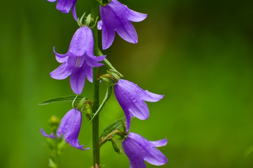 Common Noxious Weeds in Alberta – Creeping Bellflower