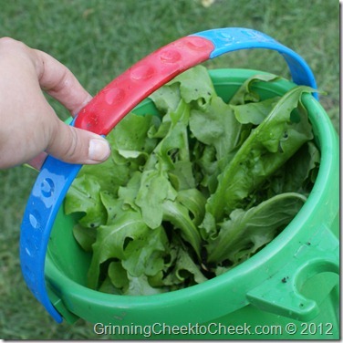 lettuce in a bucket