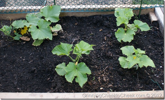 backyard garden vegetables