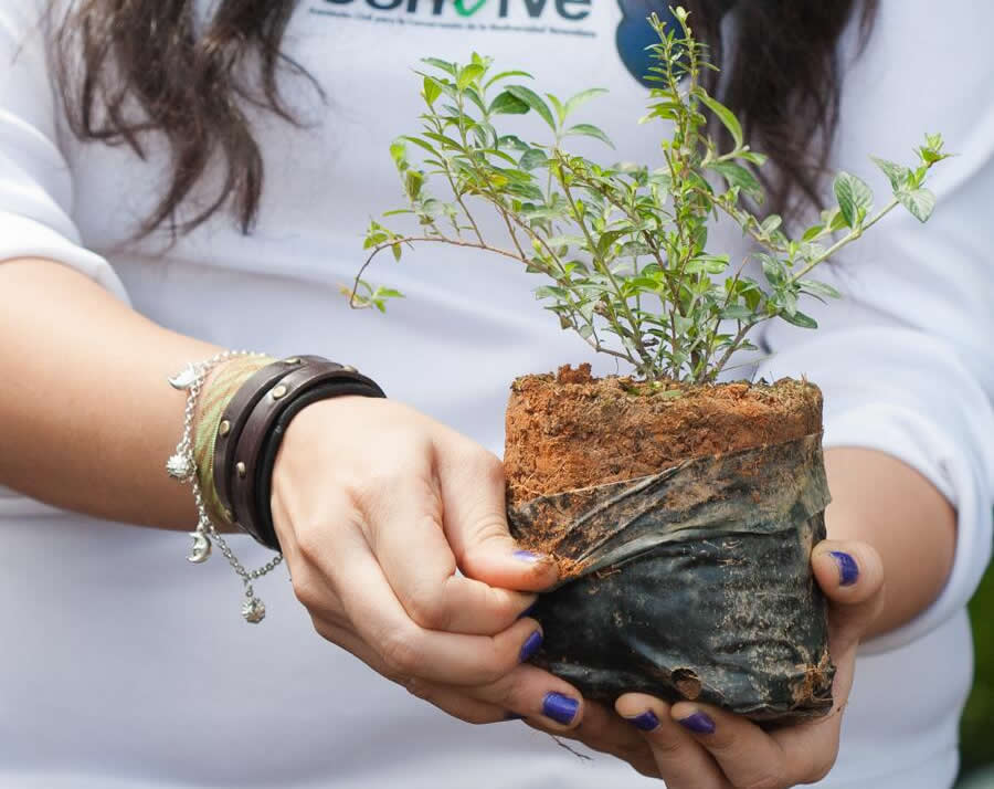 Buscan voluntarios para sembrar árboles en cinco departamentos de Guatemala