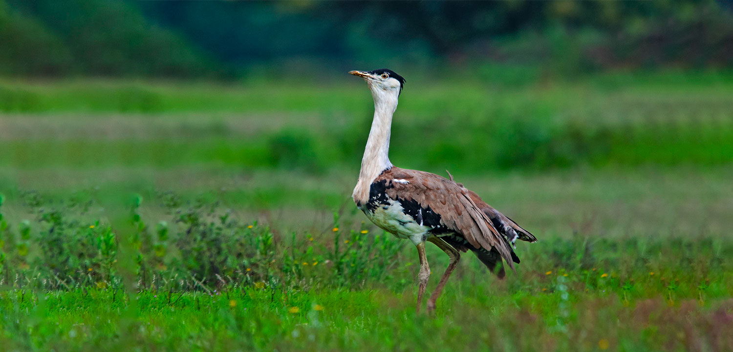 Naliya - The Great indian Bustard Sanctuary